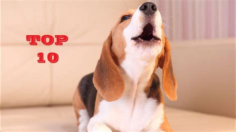 TOP 10 Funny dog barking sounds compilation 2020 - YouTube