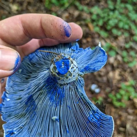 The absolutely beautiful indigo milk cap : r/mycology