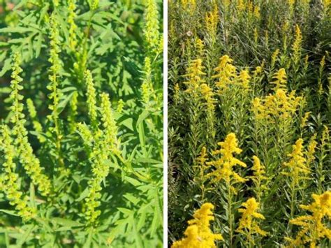 The Difference Between Goldenrod vs. Ragweed - The Small Town Homestead