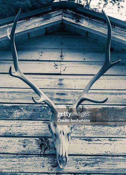 76 Buck Skull Stock Photos, High-Res Pictures, and Images - Getty Images