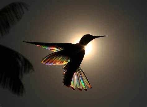 Amazing Shots of a Rainbow Hummingbird Captures Natural Phenonmena