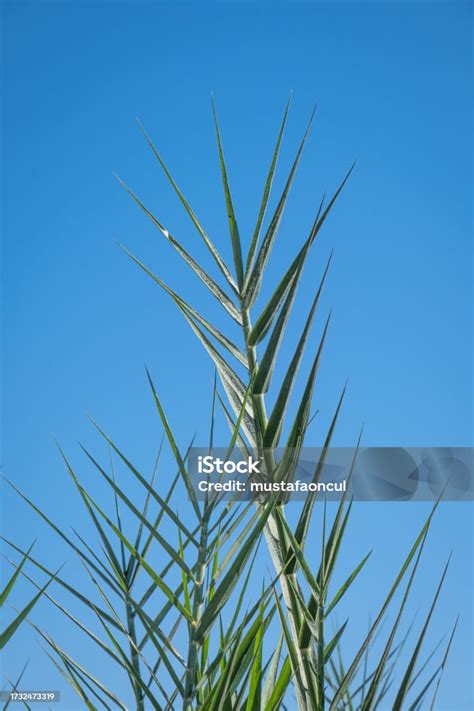 Green Reed Bed Plants Phragmites Australis Stock Photo - Download Image ...