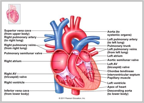 heart right atrium – Graph Diagram