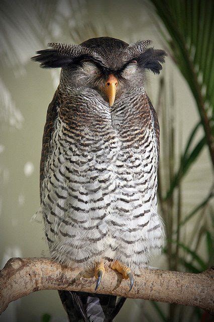 Amazing wildlife - Owl photo #owls Owl Photos, Owl Pictures, Photo ...