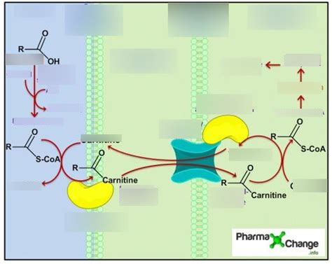 Carnitine Shuttle Diagram | Quizlet