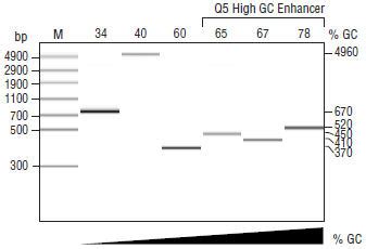 Q5® High-Fidelity DNA Polymerase | NEB