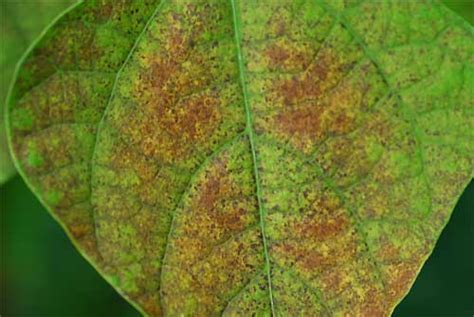 There are more than 5,000 known species of rust on plants. It is most ...