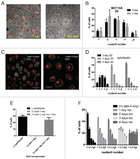 Cell cycle arrest in 2D culture by aphidicolin treatment (A-F) MCF10A ...