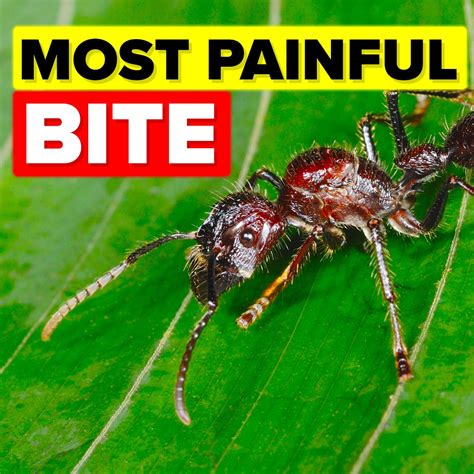 Most Painful Insect Bite A Human Can Experience - Bullet Ants | Bullet Ants bites are measured ...