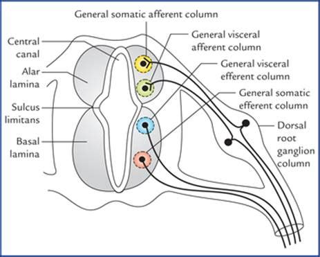 Sulcus Limitans