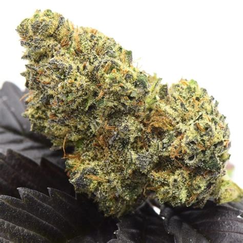 Kimbo Kush Strain: Is It Really Good or Not?