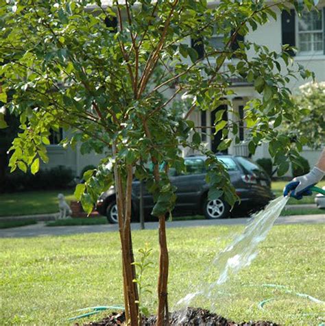 Tree Watering Tips for Summer 2014 - Fannin Tree Farm