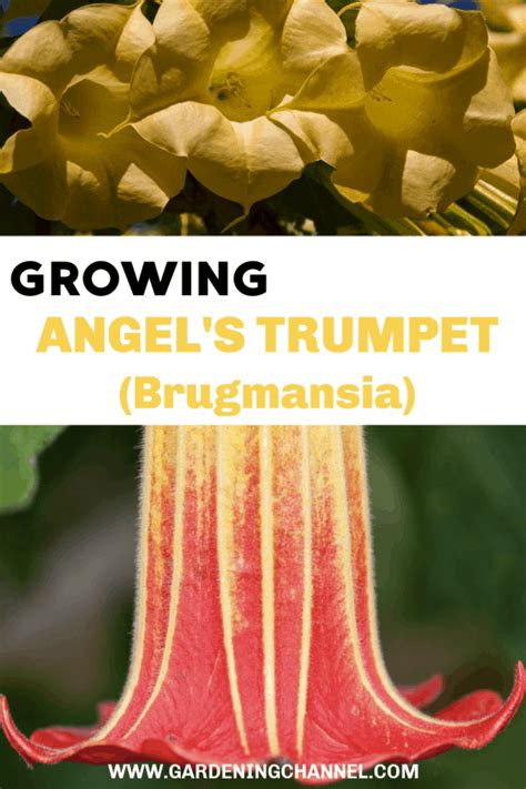 How to Grow Angel's Trumpet - Gardening Channel