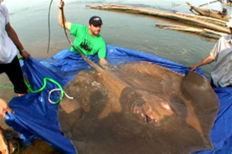 Giant Stingray River Monsters