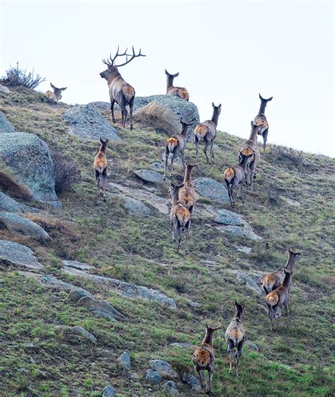 Wildlife Photography Mongolia