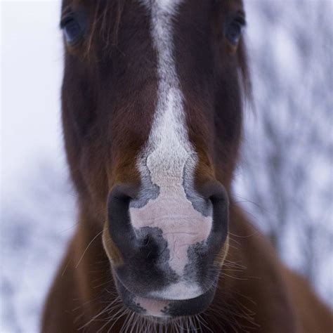 Snowy days! #equestrian #horsesofinstagram #horses #horse … | Flickr