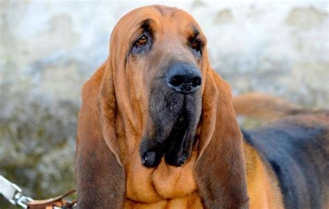 Bloodhound - Dog Breed Information and Images - K9 Research Lab