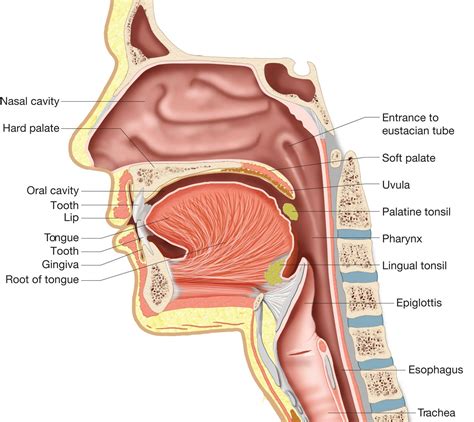 Throat Anatomy and Oral Cavity