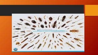 Insects of forensic importance & Aquatic entomology | PPT