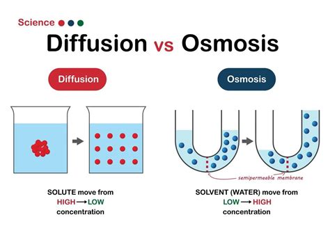 Difference Between Diffusion And Osmosis - 88Guru