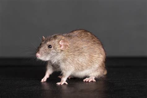 Brown rat close up stock image. Image of sitting, pets - 103114405