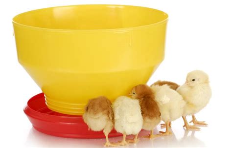 Raising Baby Chicks – What To Feed Them & How To Care For Them - Eco Peanut