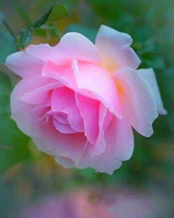 Pin by Radha Sharma on Majestic Flowers | Beautiful rose flowers ...