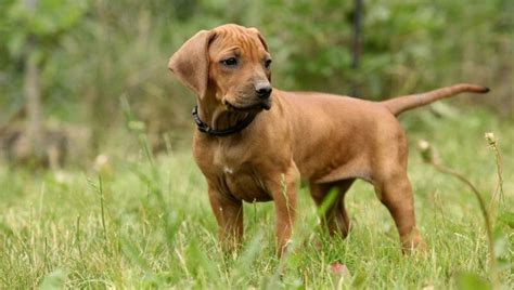 Rhodesian Ridgeback Size Chart | Growth & Weight Chart