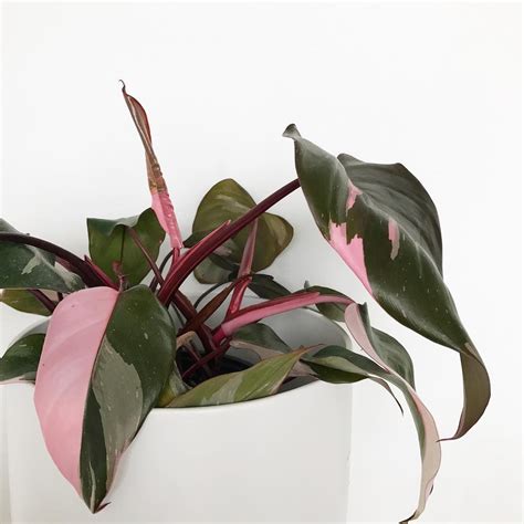 Pink Princess philodendron #pinkprincessphilodendron | Variegated ...