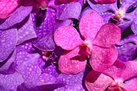 Premium Photo | Vanda orchids flower in water