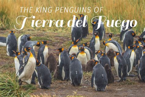 The King Penguins of Tierra del Fuego