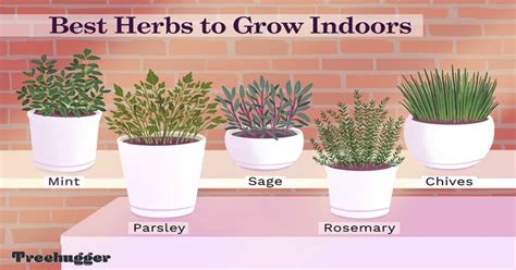 10 Best Herbs to Grow Indoors - Homegrid