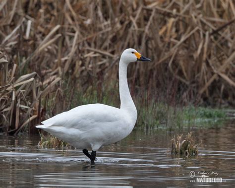 Tundra Swan Photos, Tundra Swan Images, Nature Wildlife Pictures | NaturePhoto