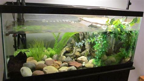 Planted aquarium | Turtle tank, Fish tank, Axolotl tank