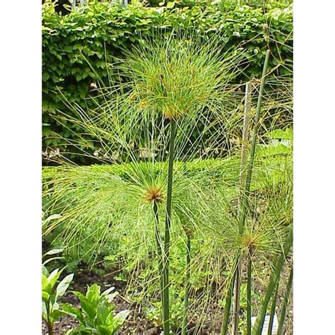 Cyperus Papyrus Seeds (papyrus, papyrus sedge)