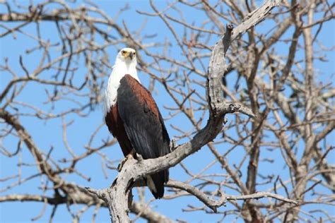 The African Fish Eagle - An Icon of Africa