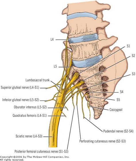 Sciatic Nerve Path Diagram - Wiring Diagram Pictures