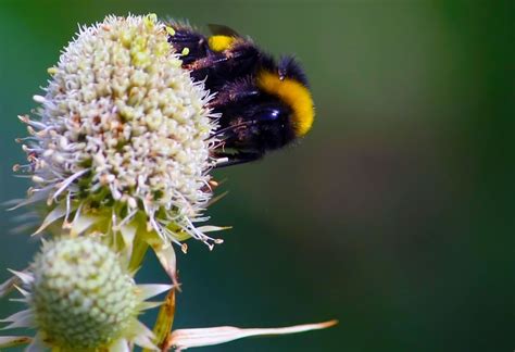 Fluffy Bee? | Until I started shooting close-ups of insects … | Flickr - Photo Sharing!