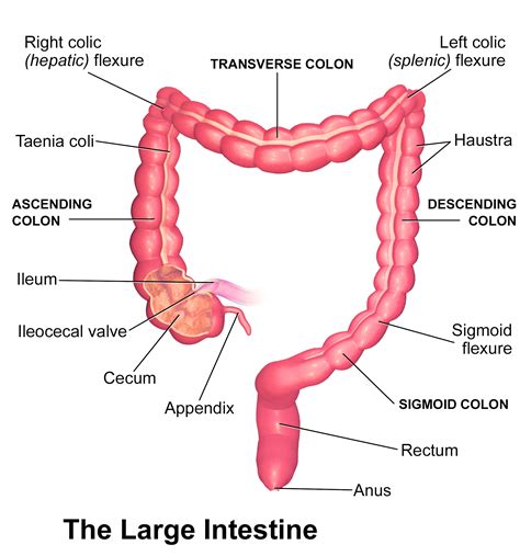 The Large Intestine - Part 5 of the 5 Phases of Digestion