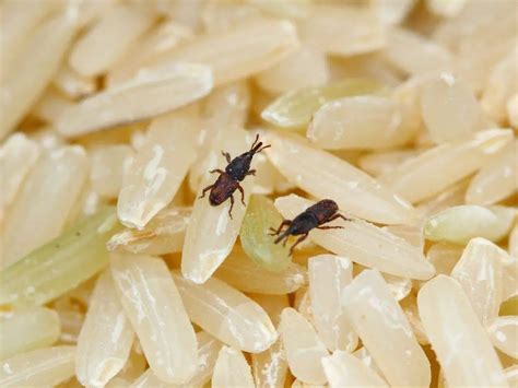 Weevil Alert! Safeguarding Your Rice from Infestation: A Homeowner's ...