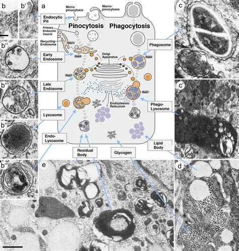 Structural aspects of the endosome-lysosome system involved in... | Download Scientific Diagram