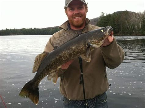 Walleye Habitat, Fishing, and More - FishNY