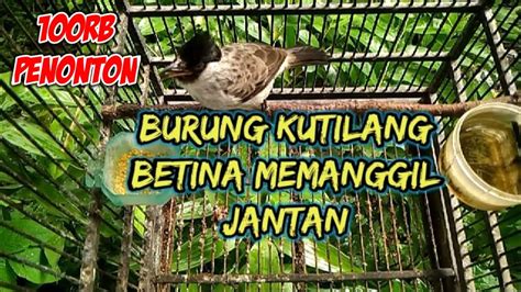 burung kutilang betina gacor - YouTube