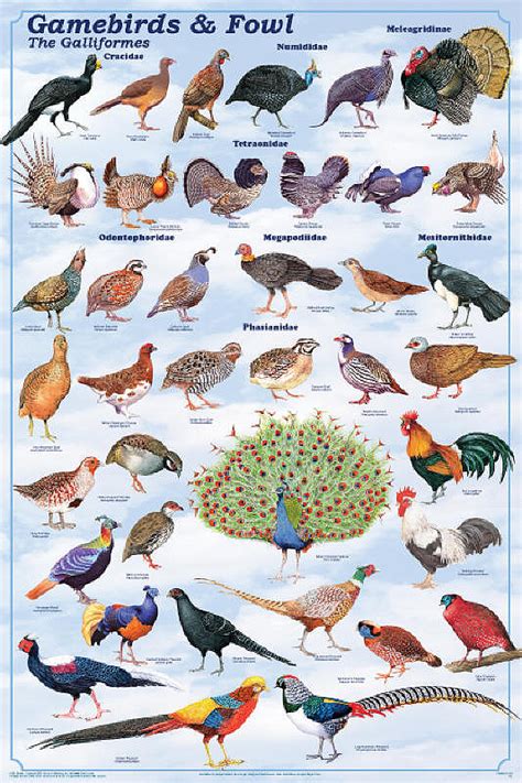 Galliformes - Game Birds and Game Fowl