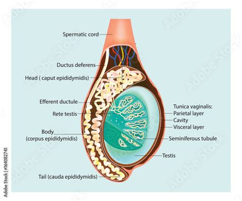 "Cross section of the testis. Epididymis" Stock image and royalty-free vector files on Fotolia ...