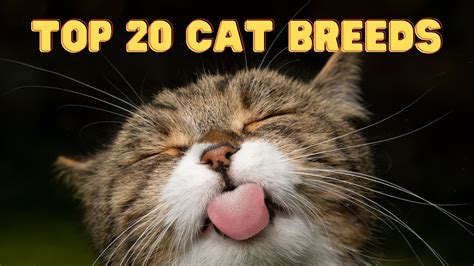 Top 20 Cat Breeds | A List of the Most Popular Cat Breeds - Danbi Lovers