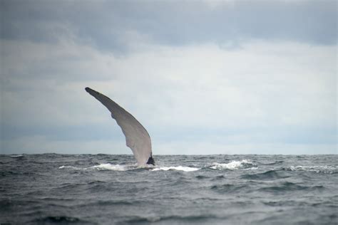 Whale-watching in Colombia - Exploring the Pacific Coast | Sumak Travel