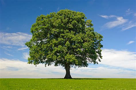 21,800+ Oak Tree Blue Sky Stock Photos, Pictures & Royalty-Free Images ...