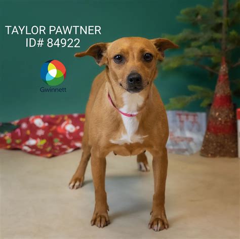 PHOTOS: Gwinnett Animal Shelter Adoptable Pets of the Week — Dec. 20 ...