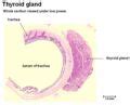 Thyroid Gland - Anatomy & Physiology - WikiVet English